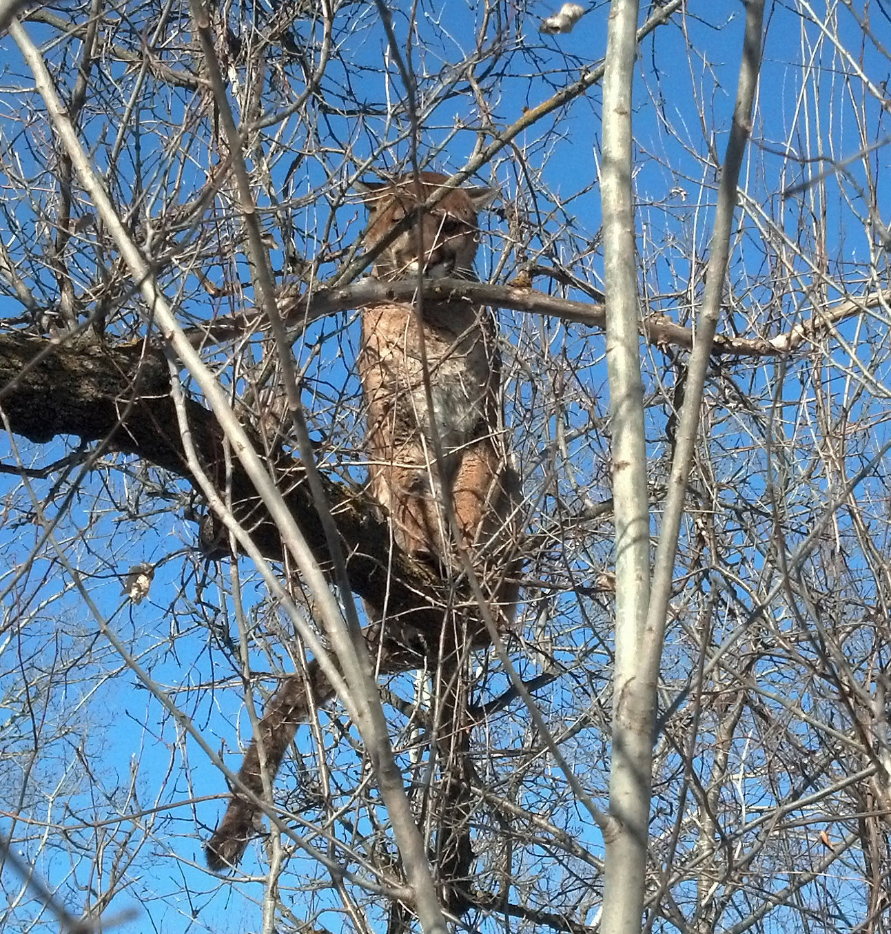 Treed cat
